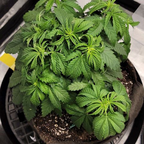 Bruce Banner growlog timeline photo