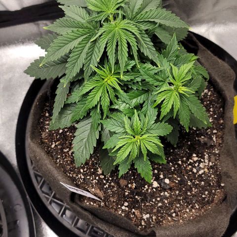 Stardawg growlog timeline photo