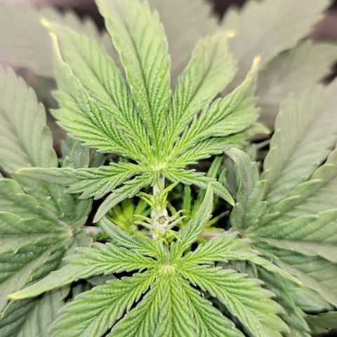 Stardawg growlog timeline photo