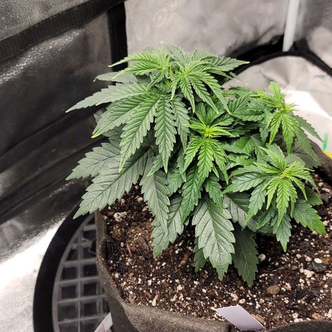 Stardawg growlog timeline photo