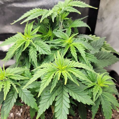 Stardawg growlog timeline photo