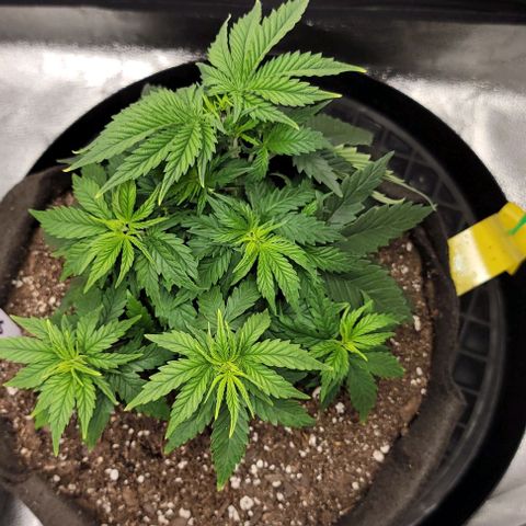 Stardawg growlog timeline photo