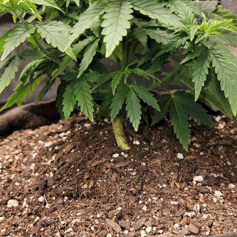 Stardawg growlog timeline photo