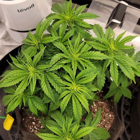 Bruce Banner growlog timeline photo