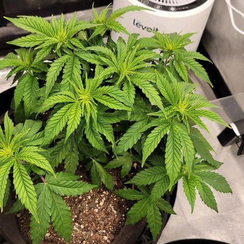 Bruce Banner growlog timeline photo