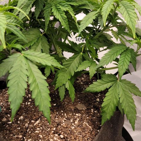 Bruce Banner growlog timeline photo