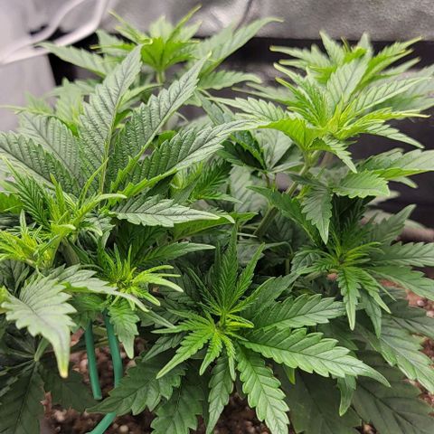 Stardawg growlog timeline photo
