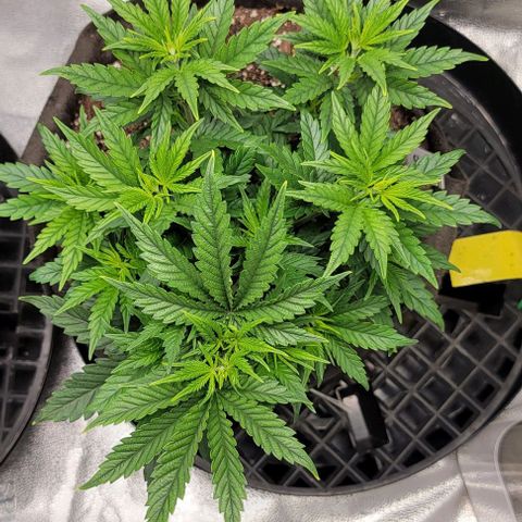 Stardawg growlog timeline photo