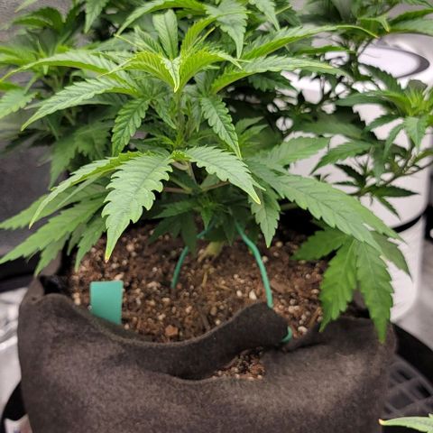 Bruce Banner growlog timeline photo