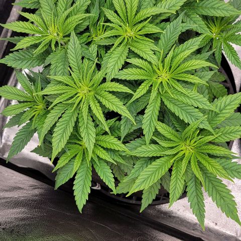 Bruce Banner growlog timeline photo