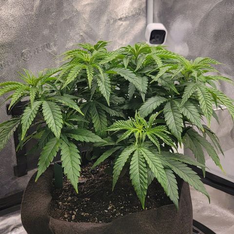 Bruce Banner growlog timeline photo