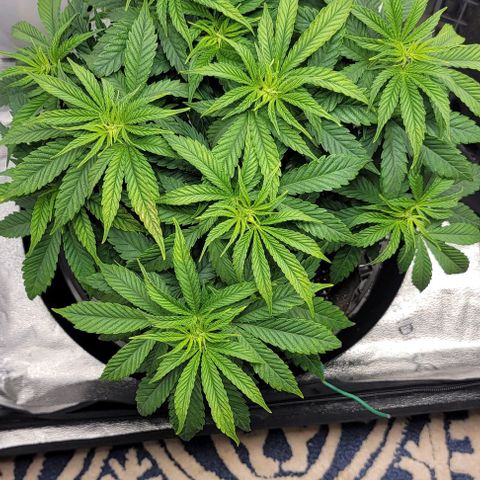 Bruce Banner growlog timeline photo