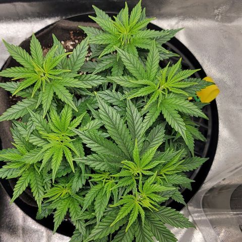 Stardawg growlog timeline photo