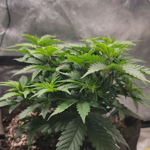 Stardawg growlog timeline photo