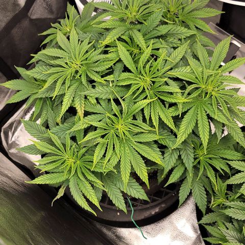 Bruce Banner growlog timeline photo