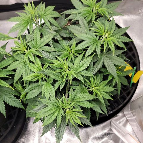 Stardawg growlog timeline photo