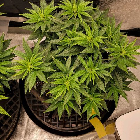 Stardawg growlog timeline photo