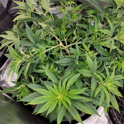 Bruce Banner growlog timeline photo
