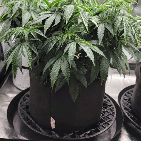 Bruce Banner growlog timeline photo