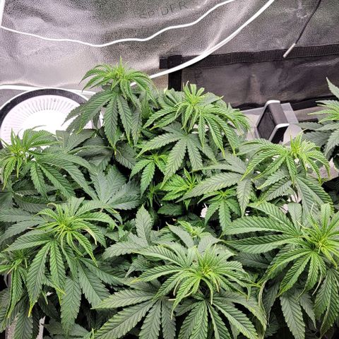 Bruce Banner growlog timeline photo