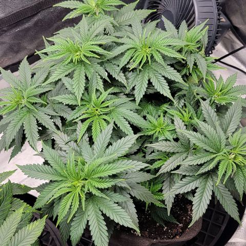 Stardawg growlog timeline photo