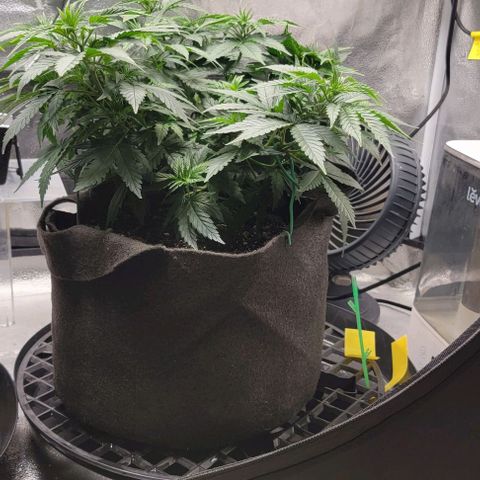 Stardawg growlog timeline photo