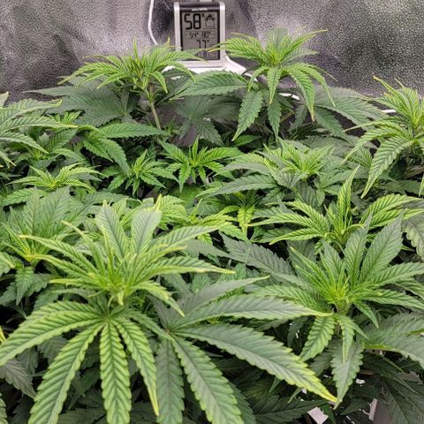 Bruce Banner growlog timeline photo