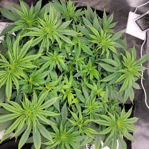 Bruce Banner growlog timeline photo