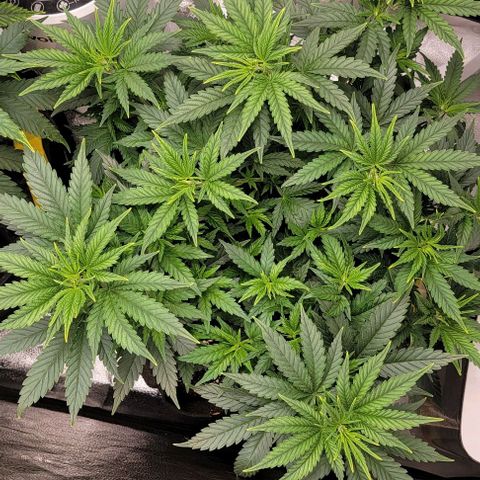 Stardawg growlog timeline photo