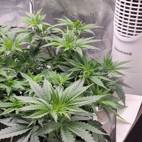 Stardawg growlog timeline photo