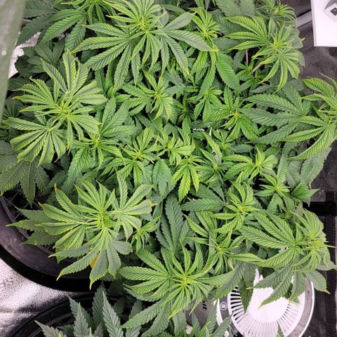 Bruce Banner growlog timeline photo