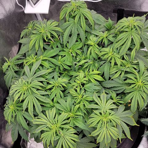 Bruce Banner growlog timeline photo