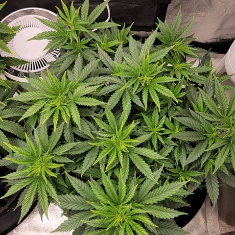 Stardawg growlog timeline photo
