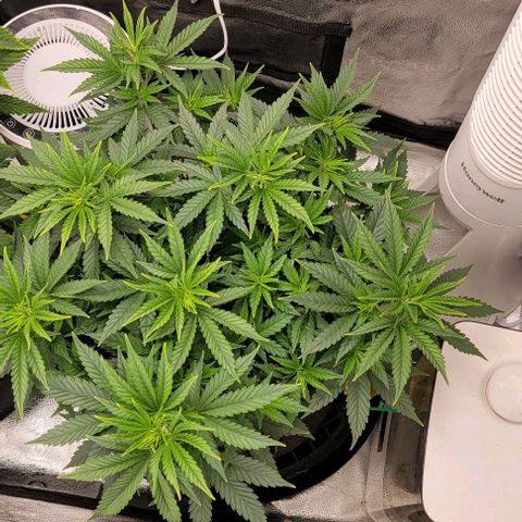 Stardawg growlog timeline photo