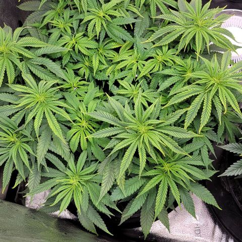 Bruce Banner growlog timeline photo