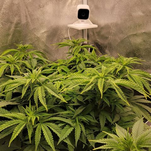 Bruce Banner growlog timeline photo