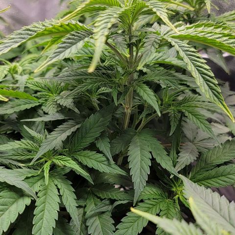 Bruce Banner growlog timeline photo