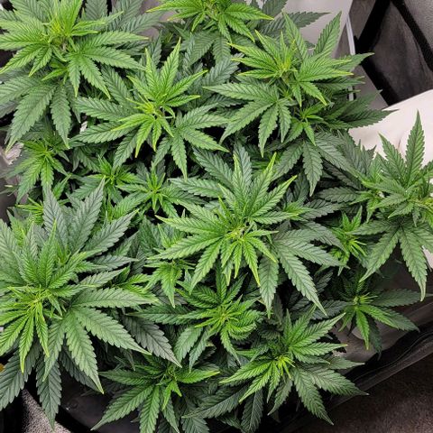 Stardawg growlog timeline photo