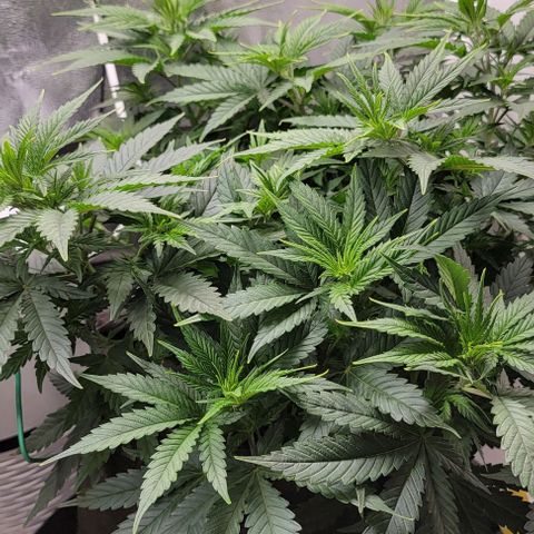 Stardawg growlog timeline photo