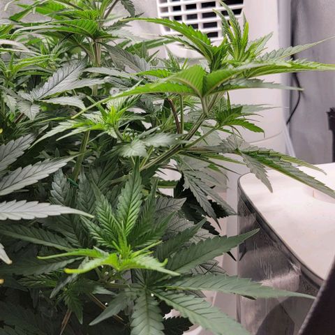 Stardawg growlog timeline photo