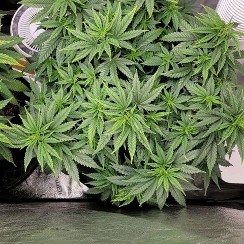 Stardawg growlog timeline photo