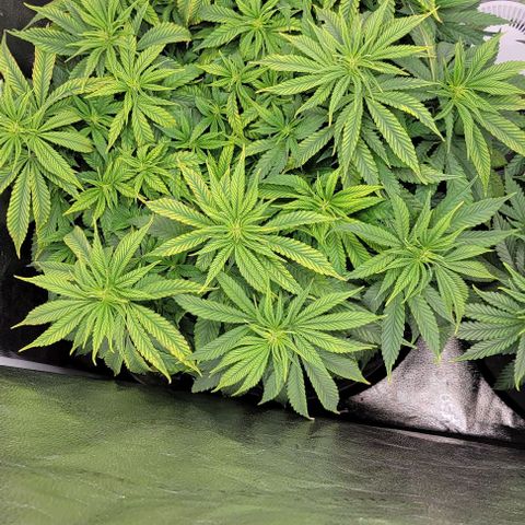 Bruce Banner growlog timeline photo