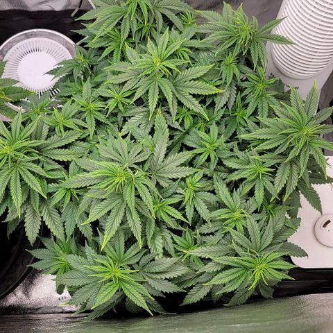 Stardawg growlog timeline photo