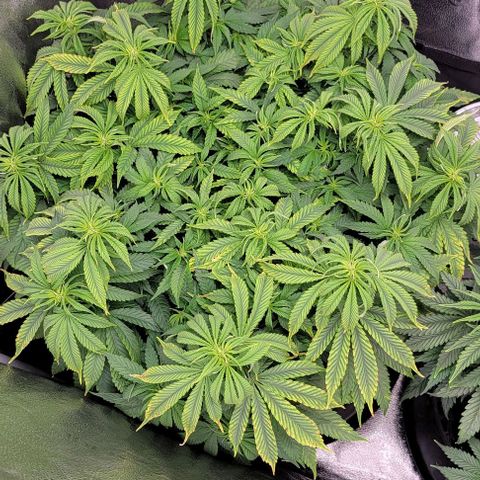Bruce Banner growlog timeline photo