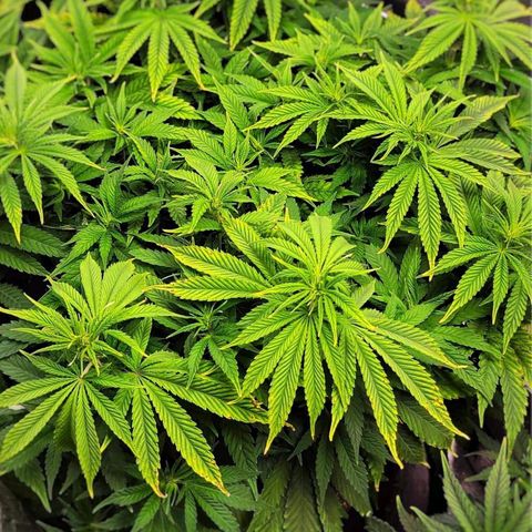 Bruce Banner growlog timeline photo