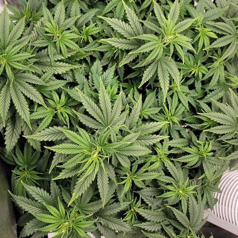 Stardawg growlog timeline photo