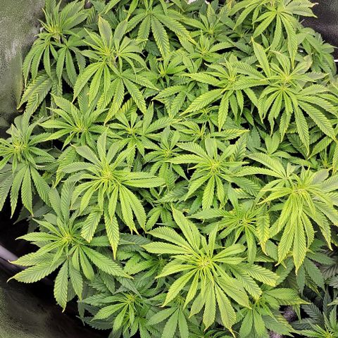 Bruce Banner growlog timeline photo