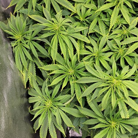 Bruce Banner growlog timeline photo