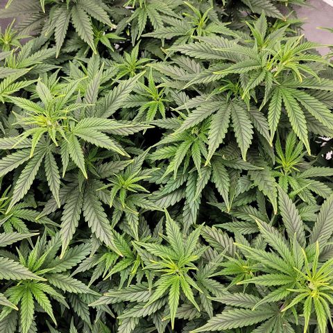 Stardawg growlog timeline photo
