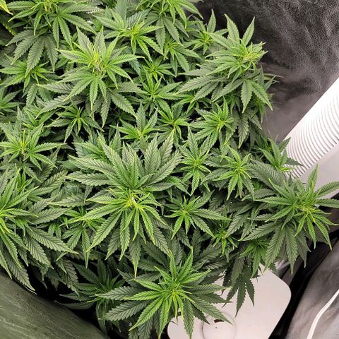 Stardawg growlog timeline photo